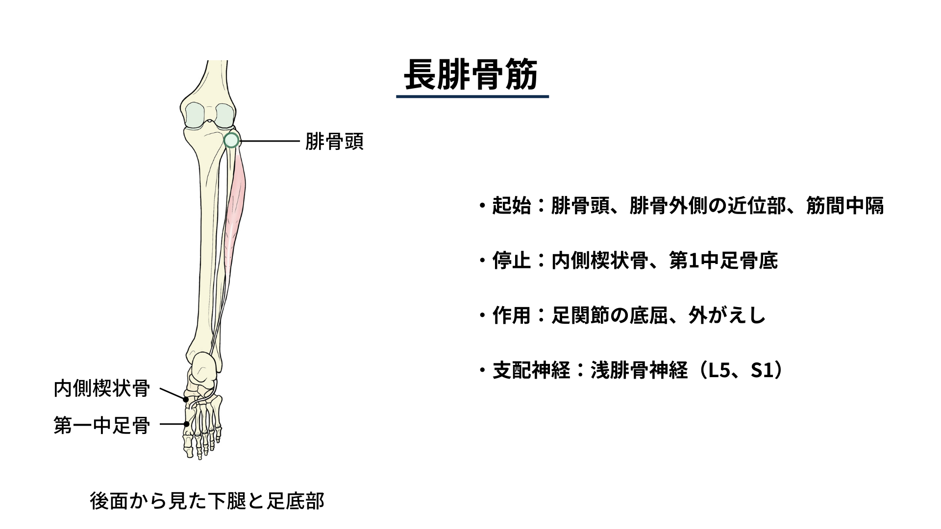 ピラティスリフォーマーのフットワークで多い代償動作の原因ピラティスマシンFactory